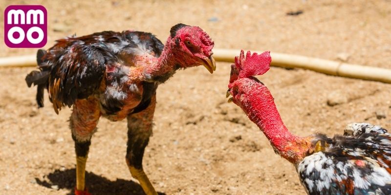 Cẩm nang chinh phục chọi Thomo 999 cho sư kê