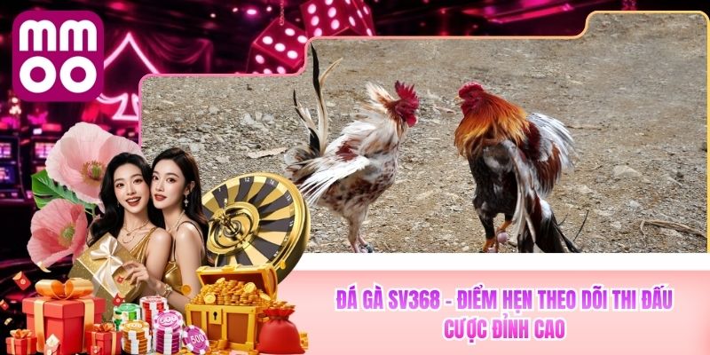 Đá Gà SV368 - Điểm Hẹn Theo Dõi Thi Đấu Đỉnh Cao Tại MMOO