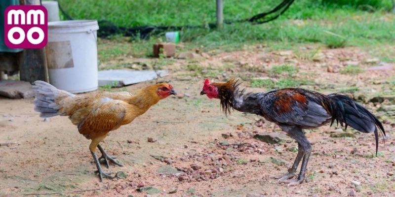 Sơ lược vài nét về đá gà Thomo 999